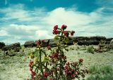 AZ013900.jpg