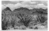 AZ096560.jpg